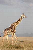 Foto giraffa.jpeg